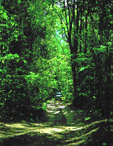 Rainforest Entrance
