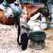 Horse Riding, recreational activities, Atherton Tableland