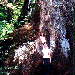 Giant Red Cedar Tree, Atherton Tableland